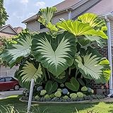 Bulbos Elephant Ear tropicales, hojas verdes gigantes para decoración de jardín-10bulbo-C