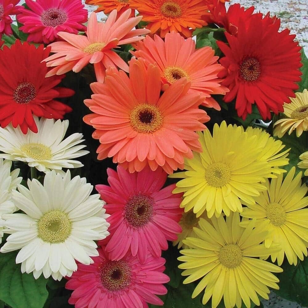 See full amazon price history chart for African daisy flower seeds || Seeds for daisy african || 40 seeds African daisy flower seeds || Seeds for daisy african || 40 seeds (B0CWFC8C61) Amazon Price History, Amazon Price Tracker