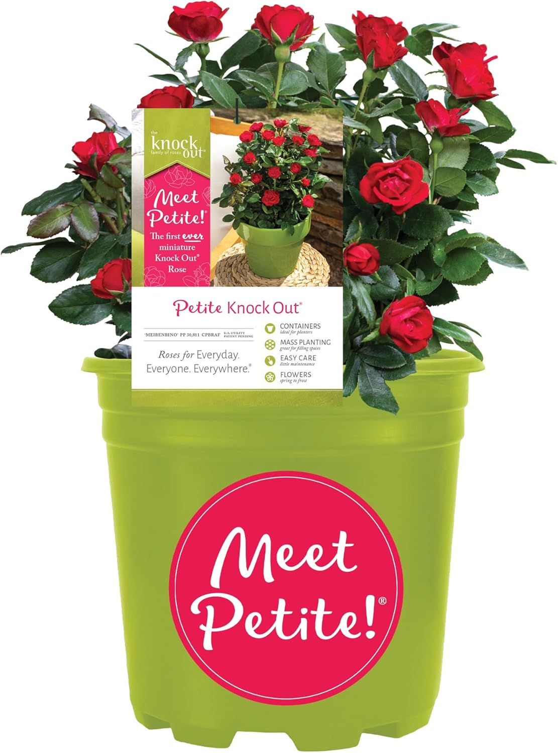 Knockout Rose Petite Rose, 6 Qt, Red Blooms