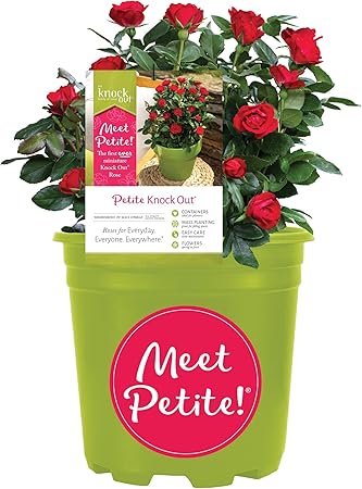 Knockout Rose Petite Rose, 6 Qt, Red Blooms