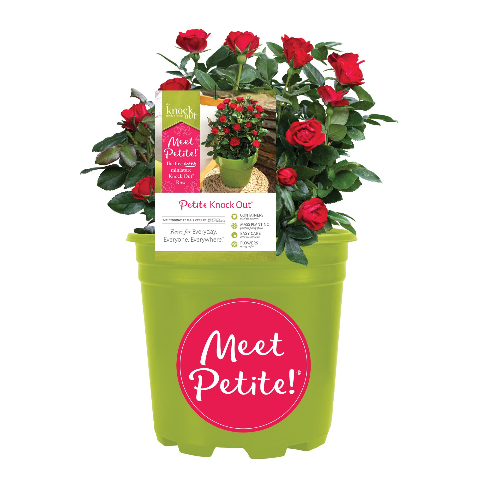6qt Petite Knockout Red Rose