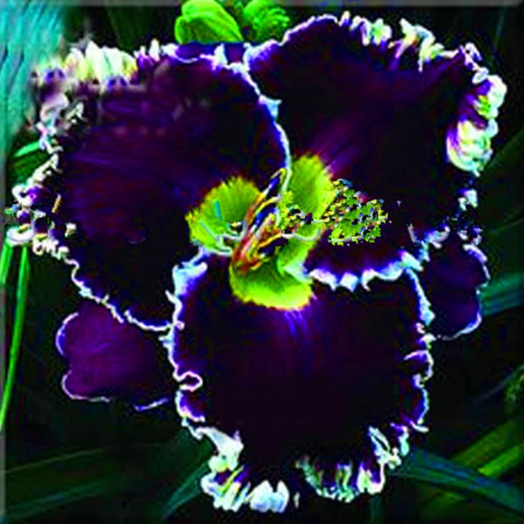 Viedoct Flowers Plant Seeds Rare Plant Seeds Foliage Garden Home (20, Hibiscus Seeds)