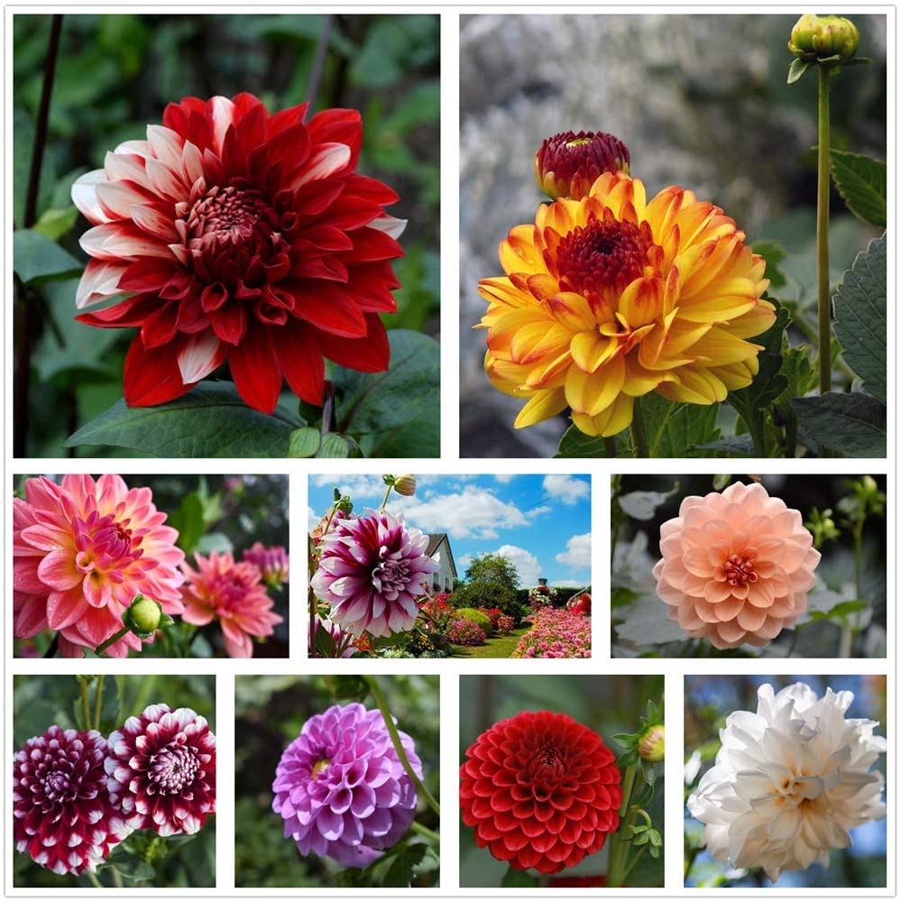 Dahlia Bulbs, Easy Plant, Exotic, Suitable, Easy to Plant, Plant Bulbs, Now UK/Greening Flower/Good for Containers/Natural Organic/Strong Plant, Rare Plants, Excellent Display, 8bulbs-A