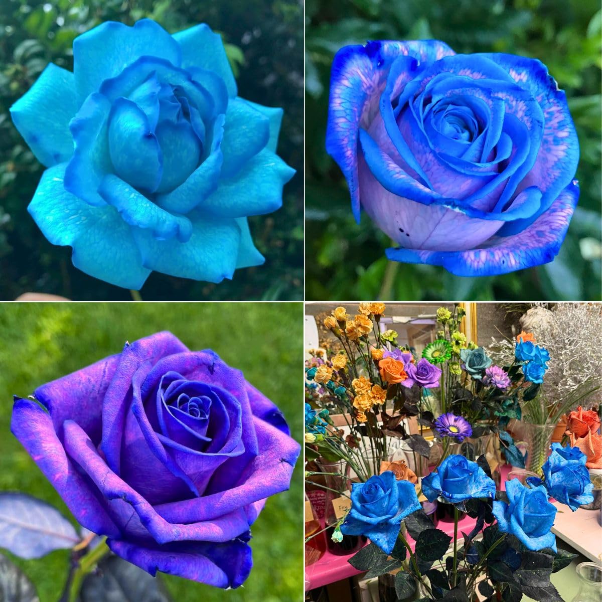 Unique Rose Bulbs for Planting Now UK Perennial Ornamental Greening Flower Display Natural Organic Excellent Good for Containers Cold-Resistant Rapid Growth Easy Planting-5bulbs-N — image 1