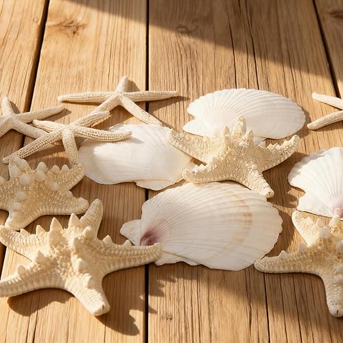 Miniatura 6 de Estrella de mar natural grande (3-5 pulgadas) y conchas de vieira (4 pulgadas), 12 unidades, conchas marinas para manualidades, fiestas temáticas