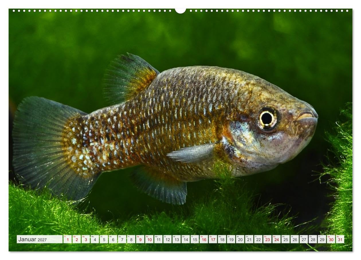 CALVENDO - Outdoor-Aquaristik (Wandkalender 2027 DIN A2 quer), Monatskalender: Freiland-Fische für Terrasse, Balkon und Garten