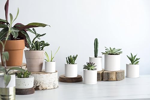 Miniatura 79 de D'vine Dev Paquete de 2 macetas de plástico modernas de 6.5 pulgadas, macetas de jardín pequeñas para plantas con agujeros de drenaje y platillos