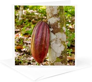 3dRose Greeting Card - Belize, Punta Gorda, Agouti Cacao Farm. Ripe cacao pod. - Cindy Hopkins - Agriculture