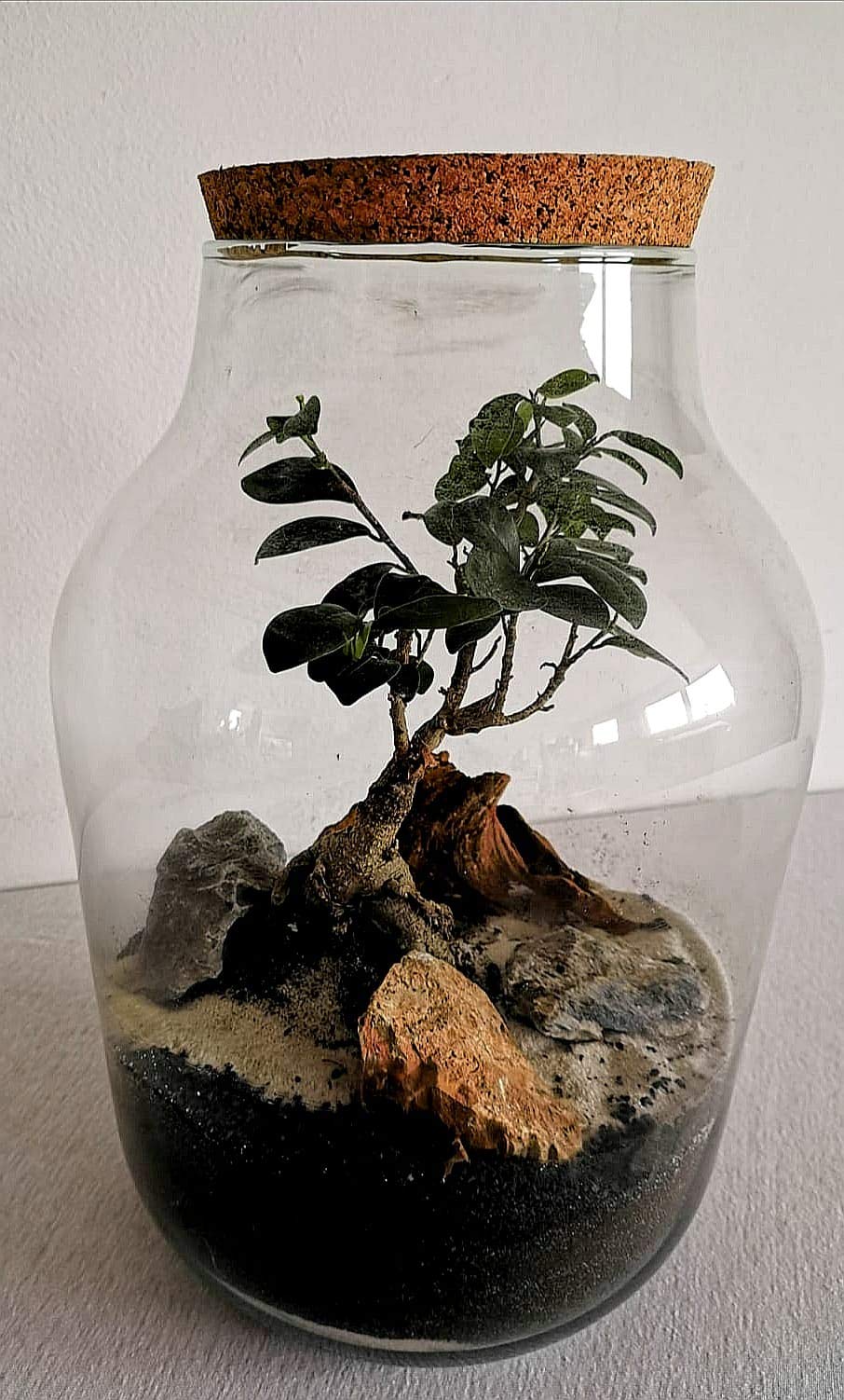 RETNE Starter Kit XL Bonsai Tree for creating Mini Garden, Terrarium,  Bottle Garden, Terrarium/Biotop/Ecosystem. : Amazon.de: Home & Kitchen