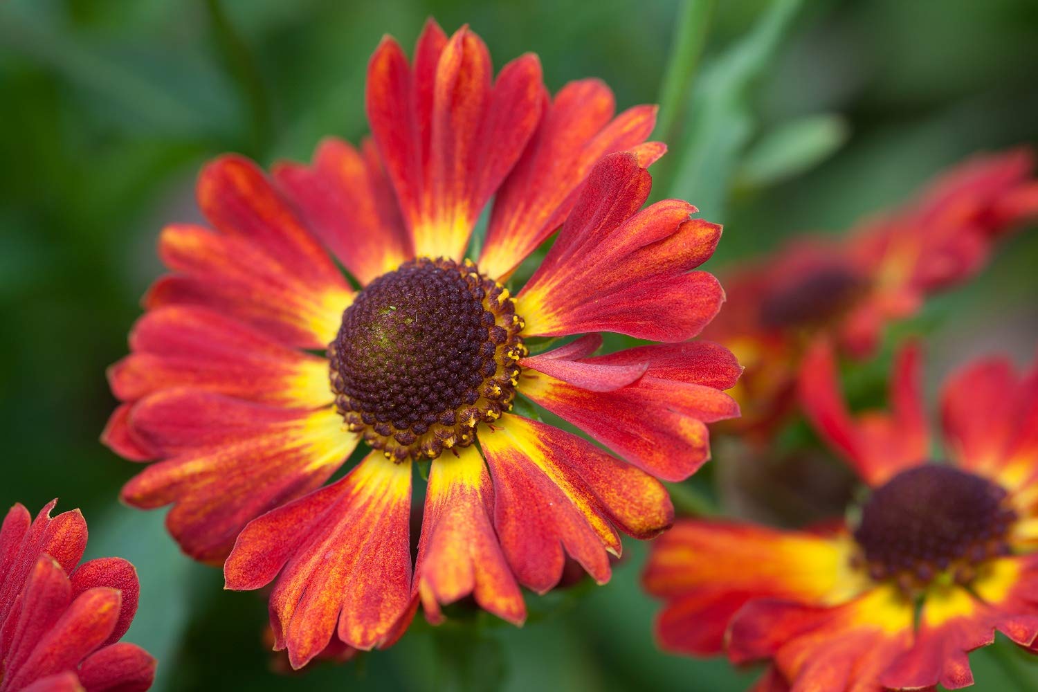 50 x HELENIUM AUTUMNALE Salsa Mariachi Seeds