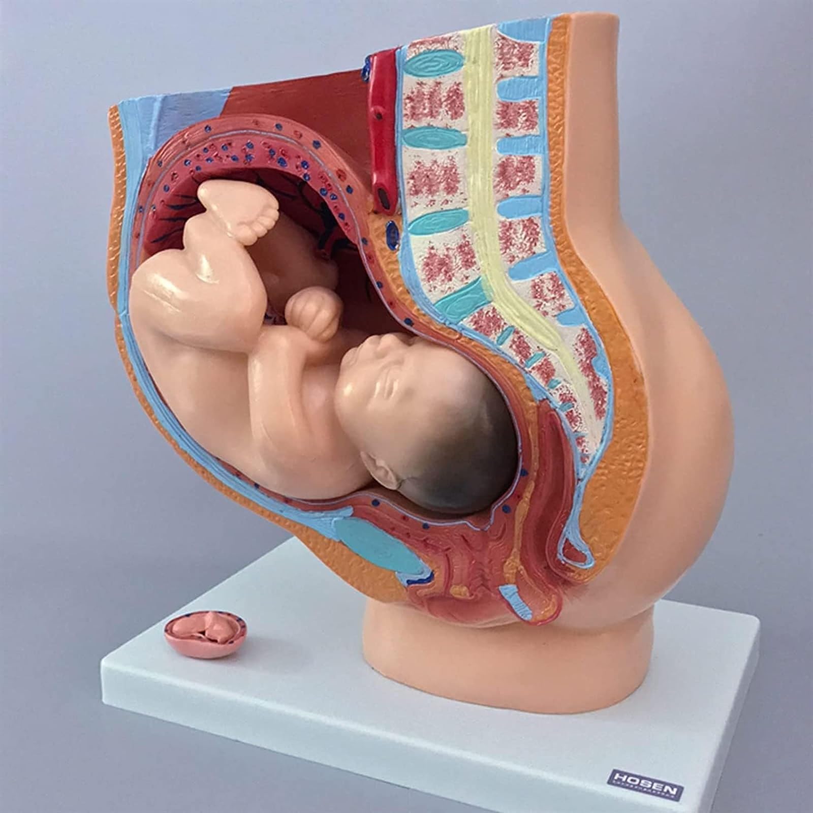 Amazon.co.jp: 解剖学用人体モデル、人間女性骨盤セクション妊娠解剖