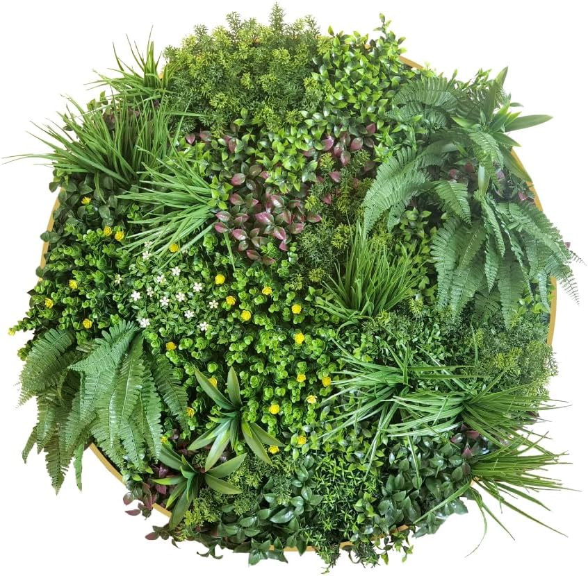 セール珍種 ホヤ パキクラーダ pachycladas small leaves セール珍種