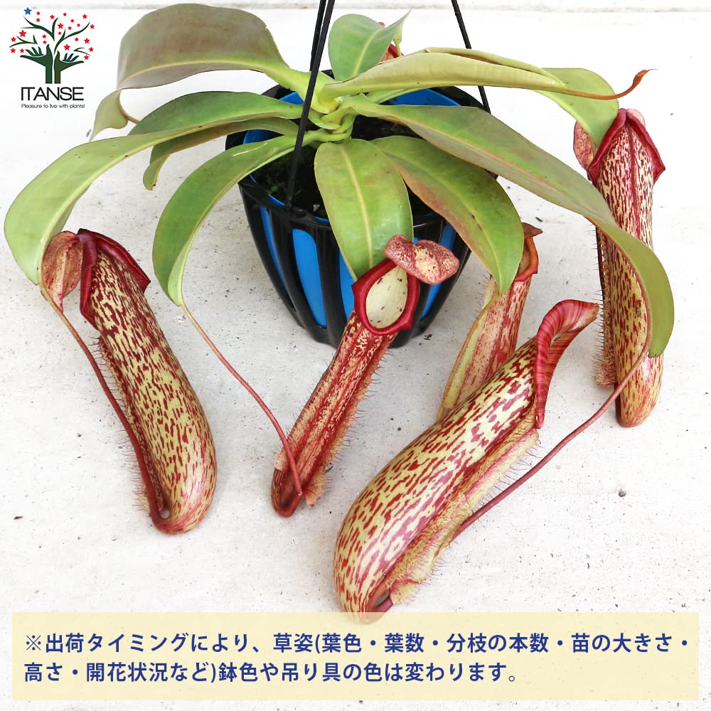 Amazon.co.jp: ネペンテス ミランダ 5号吊り鉢【品種で選べる食虫植物