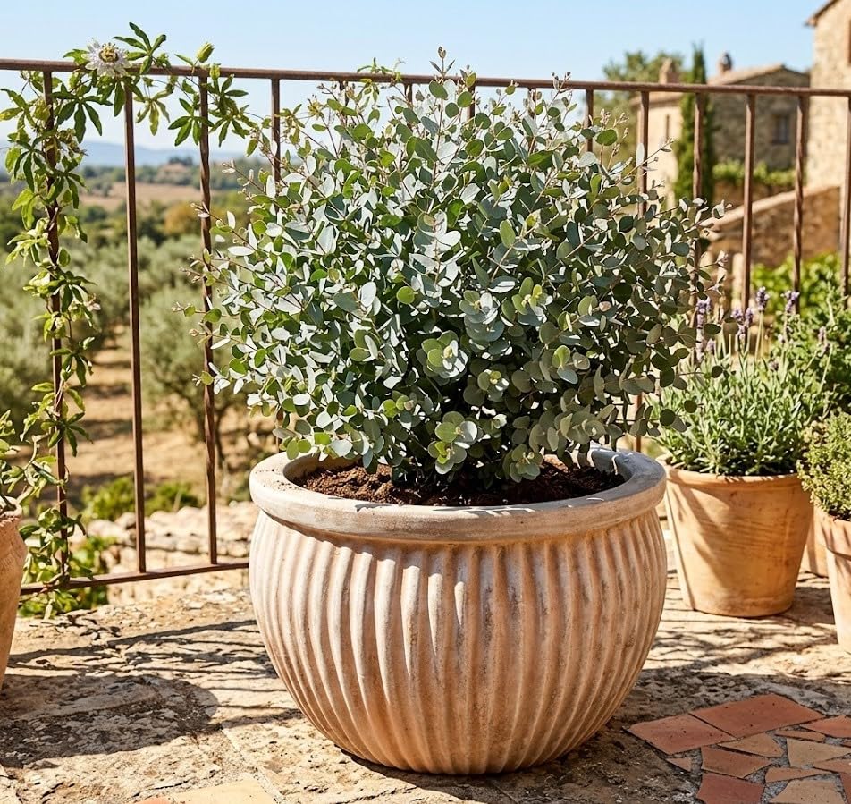 GartenGees Pflanzkübel Blumentopf antik gestreift Terracotta,frostfest...