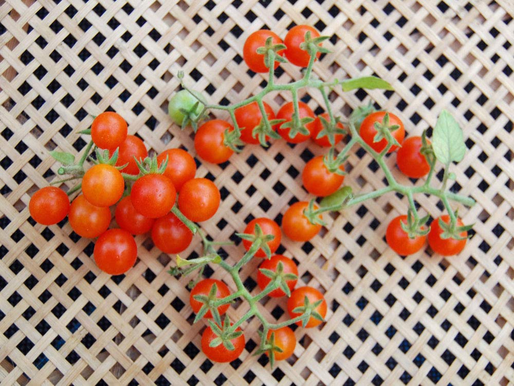 Amazon.co.jp: [SEED] Heirloom Tomato® Cuatomate Air Loom