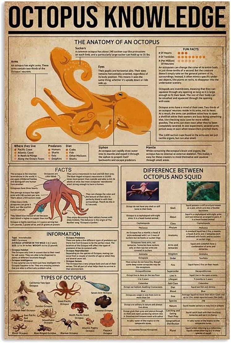 rayprint Funny Poster Octopus Knowledge Frameless Posters The Anatomy Of An Octopus Art Canvas Painting Prints Wall Art For Home Bedroom Living Room Decor 8x12inch