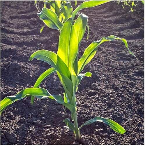 Miniatura 3 de everwilde explotacionesMiel Select Híbrida maíz semillasOro Vault