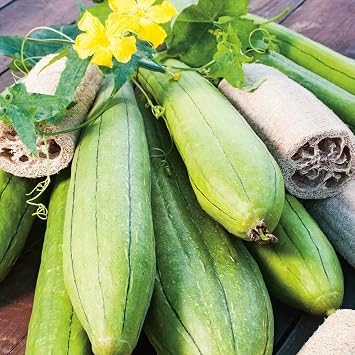 Gourd Luffa/Sponge Guard Seeds F1 Hybrid Summer Seasons for Home Gardening 10 Seeds