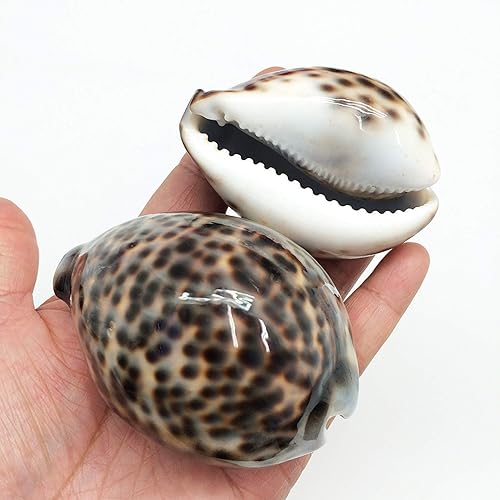 Miniatura 2 de PEPPERLONELY 3 conchas de mar de huevo común Cowrie, conchas de cauri blancas brillantes, 3 pulgadas  3.5 pulgadas