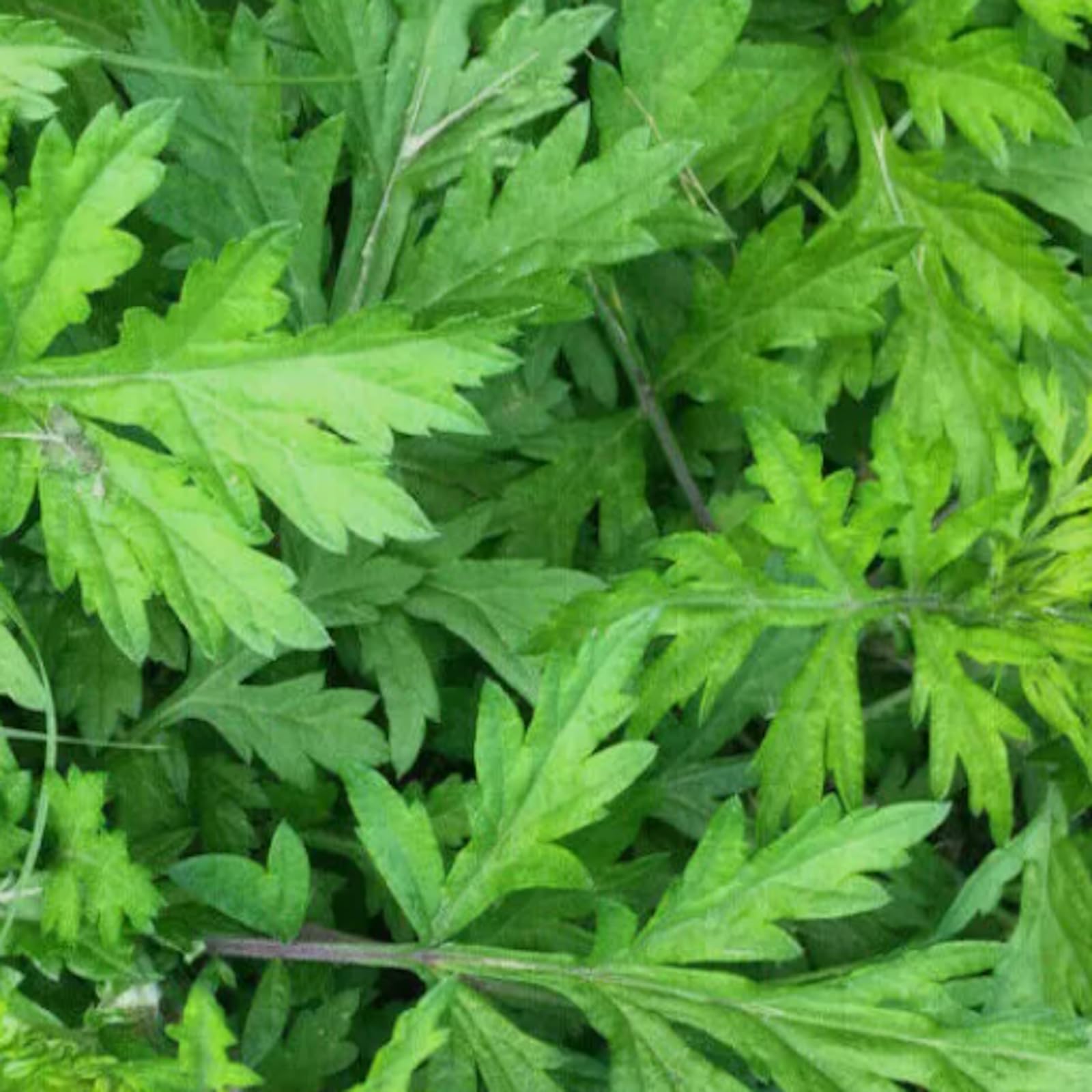 専用です。沖縄県産　よもぎ苗　700株以上 Amazon.co.jp: 天然ヨモギ苗 フーチバー 沖縄のヨモギ 6苗セット