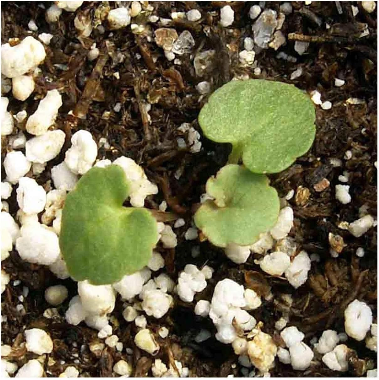 Everwilde Farms - 1/4 Lb Tussock Bellflower Wildflower Seeds - Gold Vault