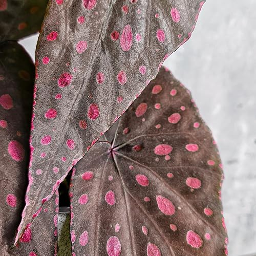 Miniatura 6 de Begonia - Planta viva para exteriores, puede crecer como begonia llorona, planta de floración de rápido crecimiento y fácil cuidado para