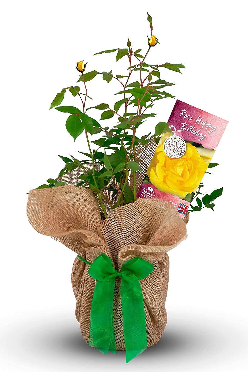 Carbeth Plants Happy Birthday Rose Bush Gift Wrapped - Yellow Hybrid Tea