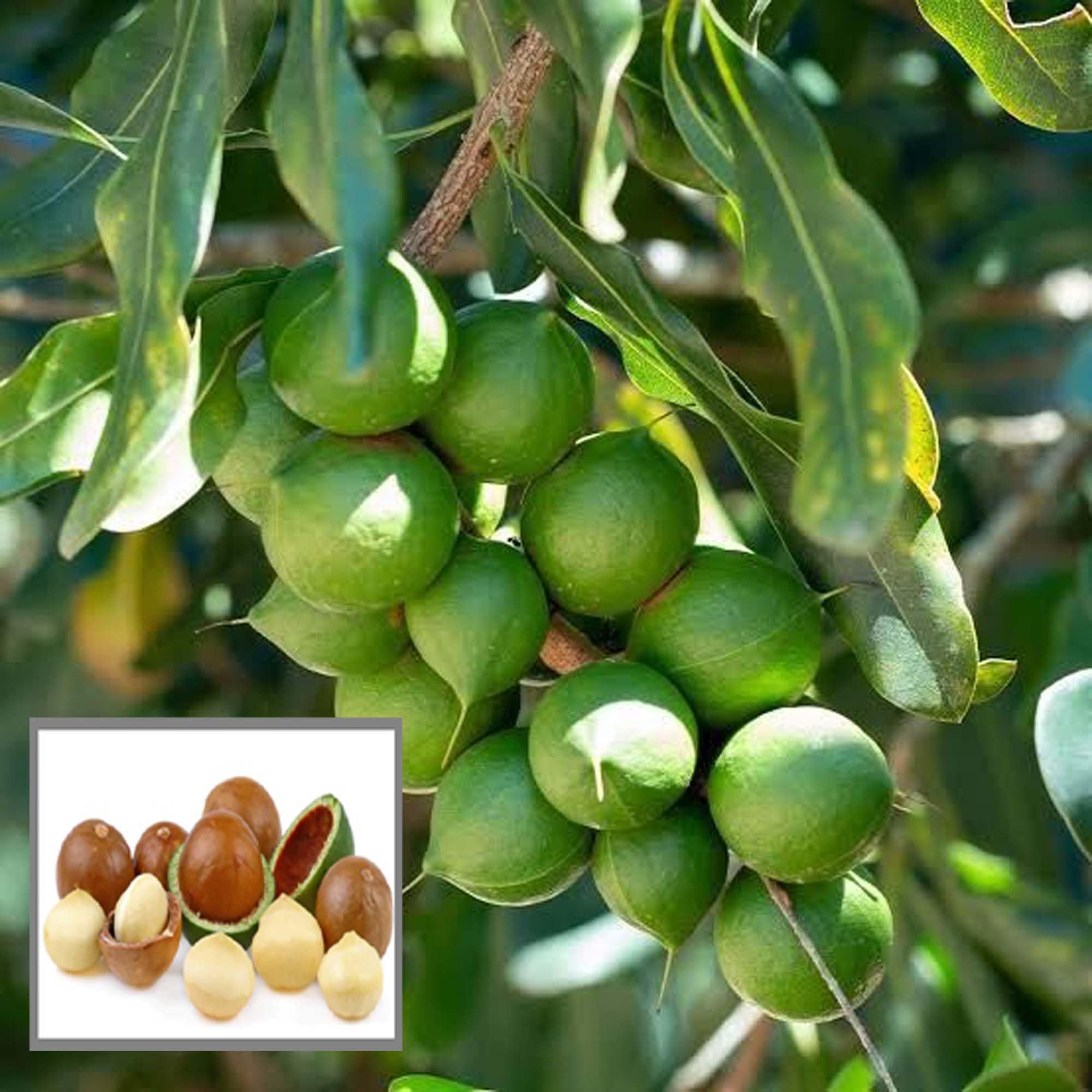 HAPING Macadamia Nut Fruit Live Plant (1-2 Feet Height) (B0CYC247F6) Amazon Price History, Amazon Price Tracker