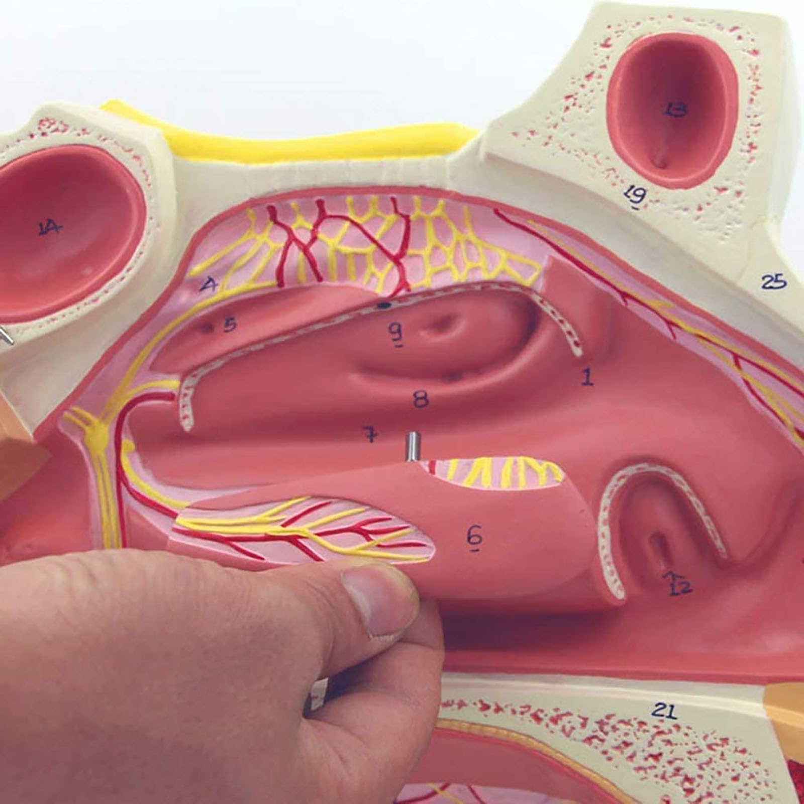 Modelo de anatomía de la cavidad nasal humana for uso educativo en el ámbito sanitario: material de formación detallado sobre endoscopio respiratorio en otorrinolaringología