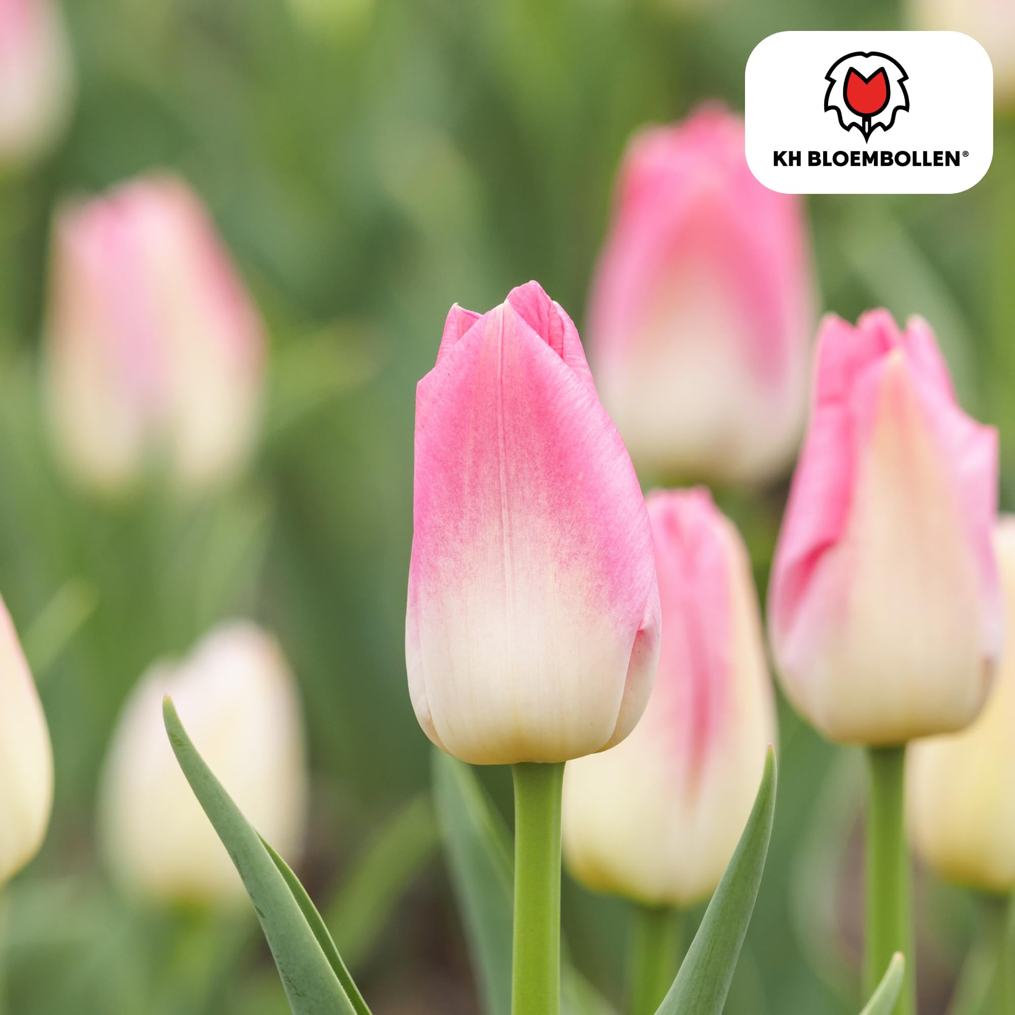 Bulbos de Tulipán Dynasty, Jardín y Macetas, Rosa y Blanco, 20 Unidades