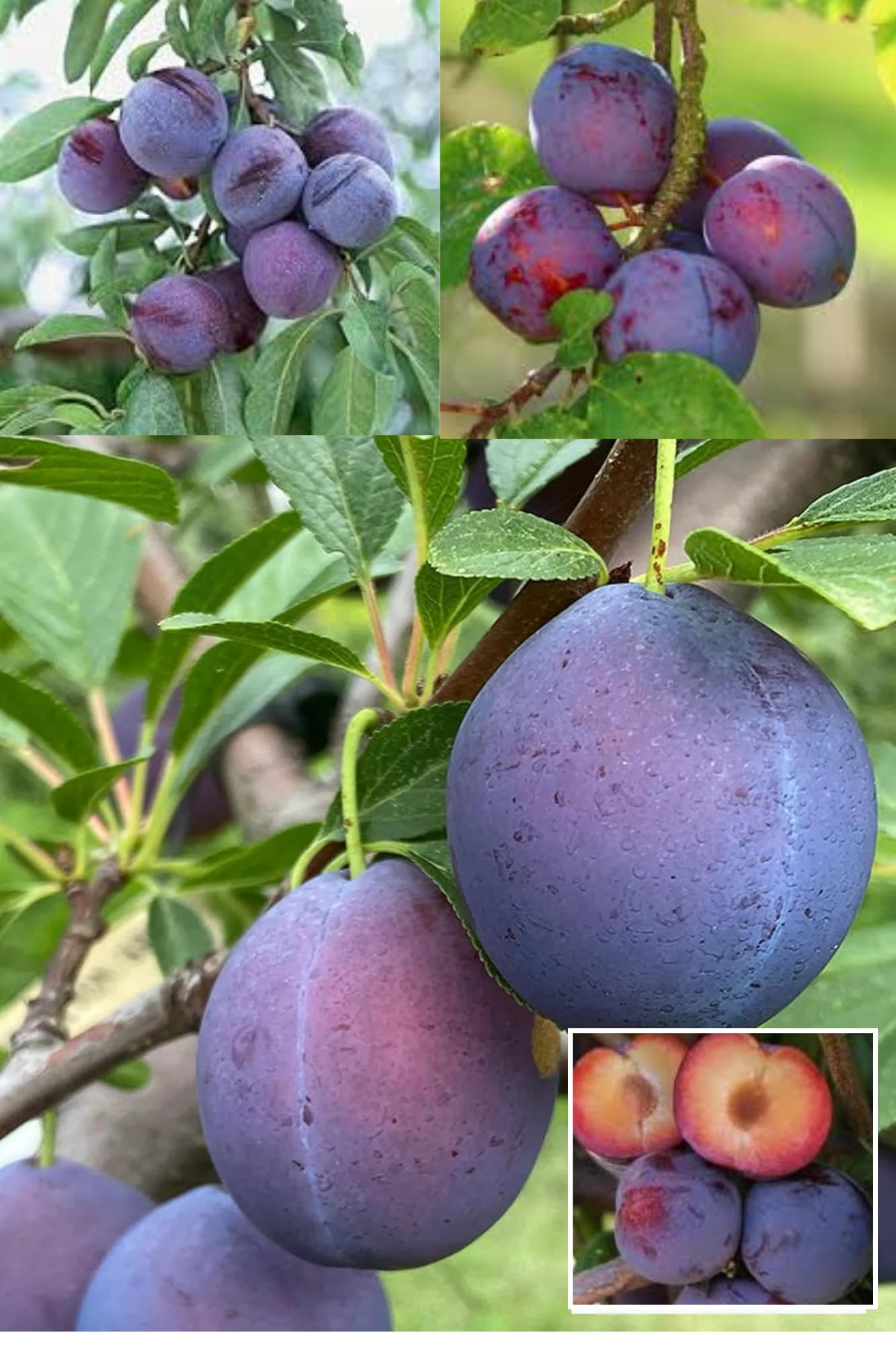 ZXXYANBI Sutluj Purple Plum Aloo Bukhara Layering/Grafted Fruit Live Plant (Height 1.5-2.5 Feet) Purple Plum, Fruits After 1Year,Sweet, slightly tangy, juicy & soft, For Home Garden-image-11