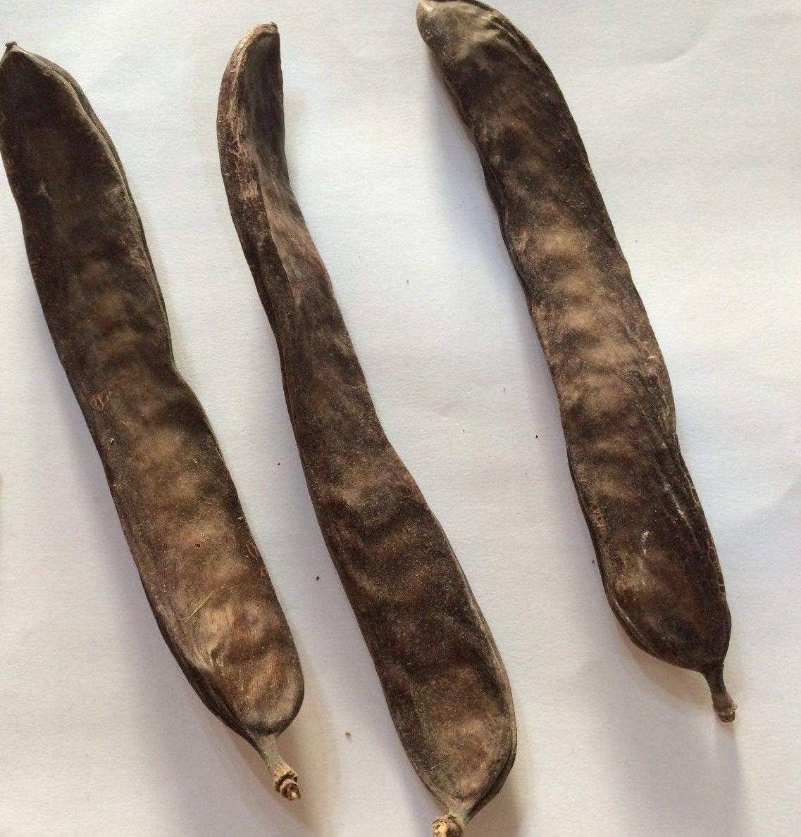 Portal Cool Seeds Package Carob Tree, Ceratonia Siliqua, St John's