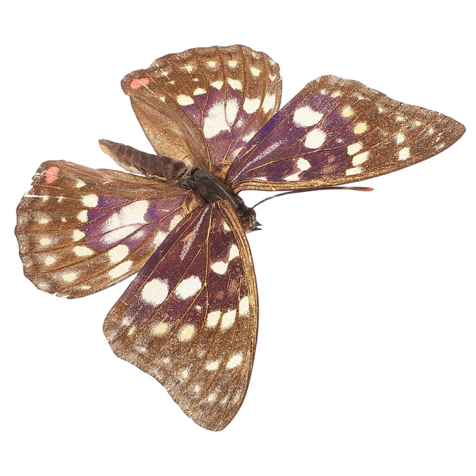 Totority Garland Decorations Authentic Specimens for Photography Props Craftsmanship Detail