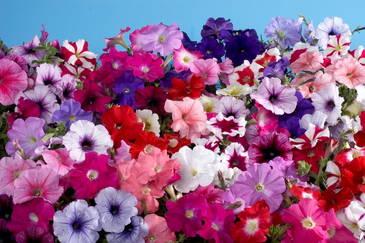 Go Green Petunia Double Mixed-50 Seeds (B00KT04CUU) Amazon Price History, Amazon Price Tracker