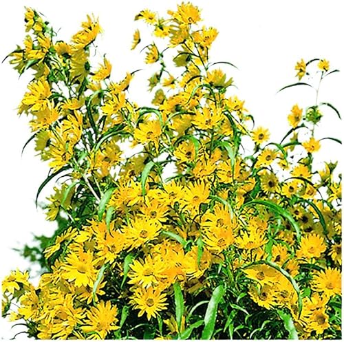 Miniatura 7 de Park Seed Semillas de girasol de oso de peluche gigante, aptas para polinizadores, paquete de 50 semillas