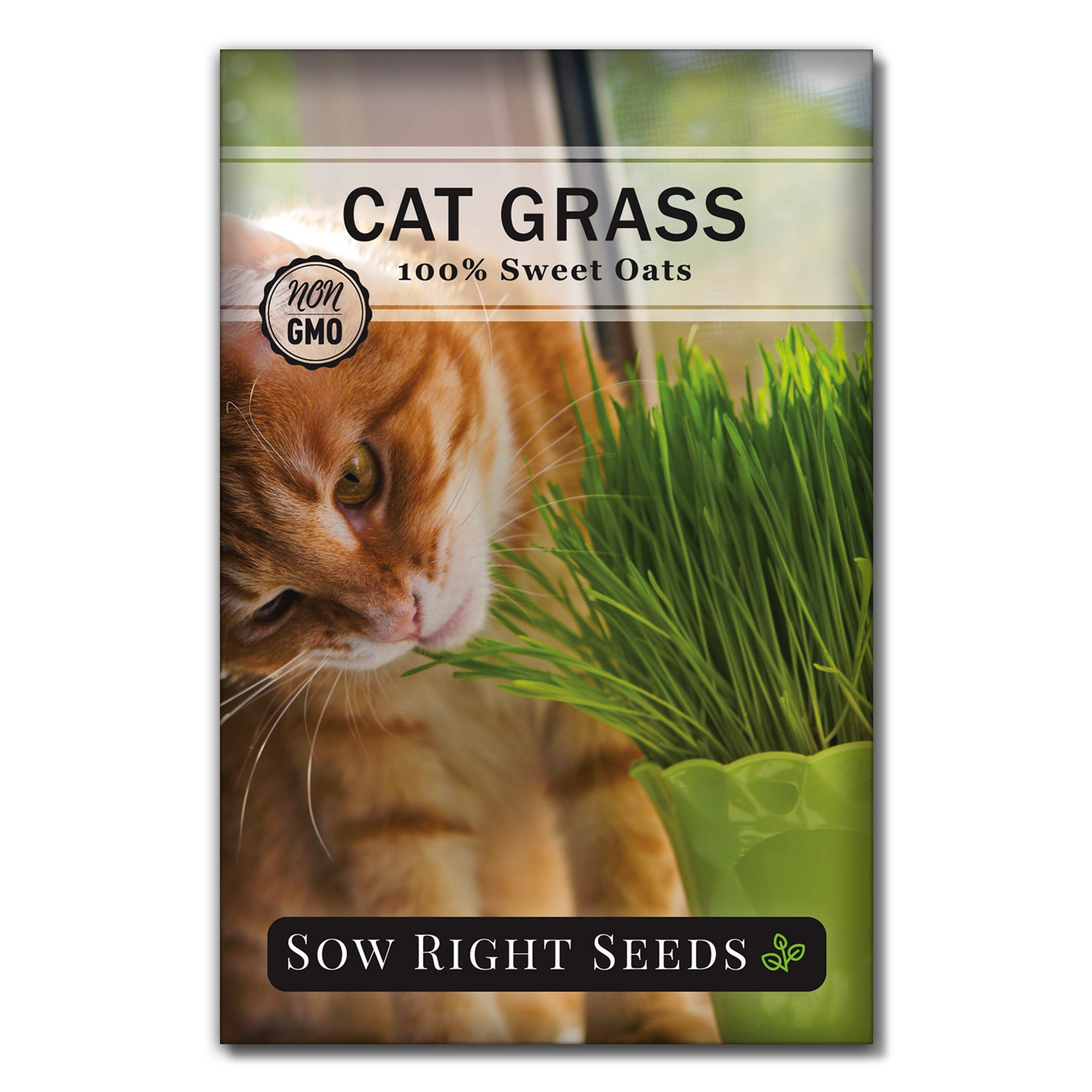 Buy Sow Right Cat Grass Seed for ing Easy to Grow Oat Grass That