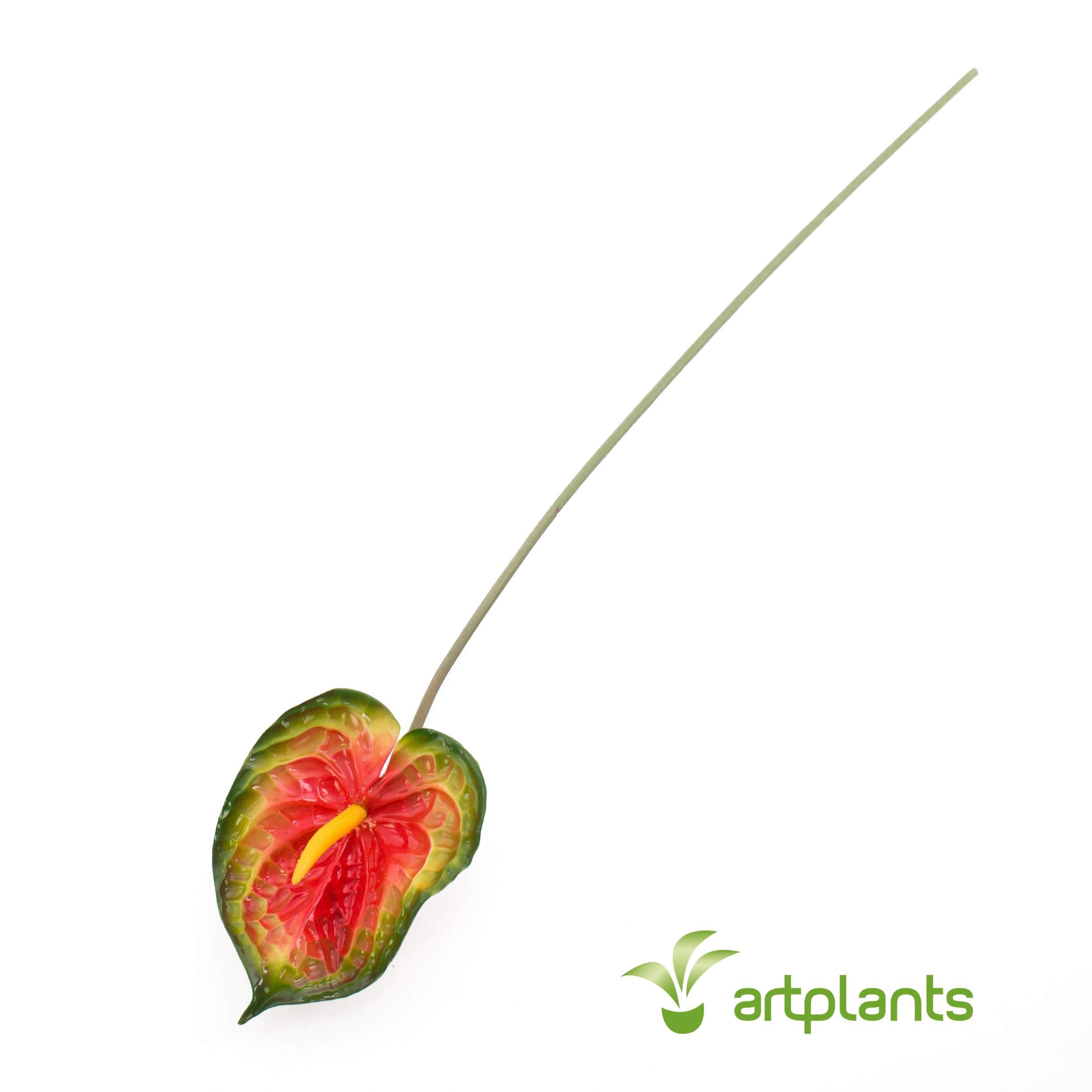 Anthurium con vaso – BIAGIO MORRA FIORI