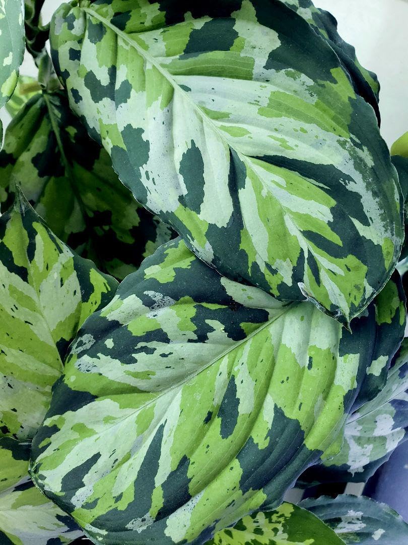 アグラオネマ・ピクタム Aglaonema pictum Sumatra Aceh トリカラー No7