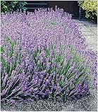Die Trendstaude in jedem Gartenbeet! Toller Duft, tolle Blüten, toller Wuchs!