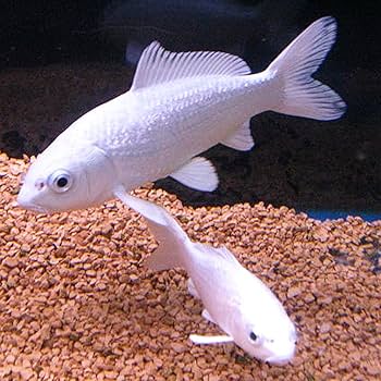 Amazon.co.jp: 【生体】錦鯉 プラチナ 1匹 M 13cm～16cm 鯉 色鯉