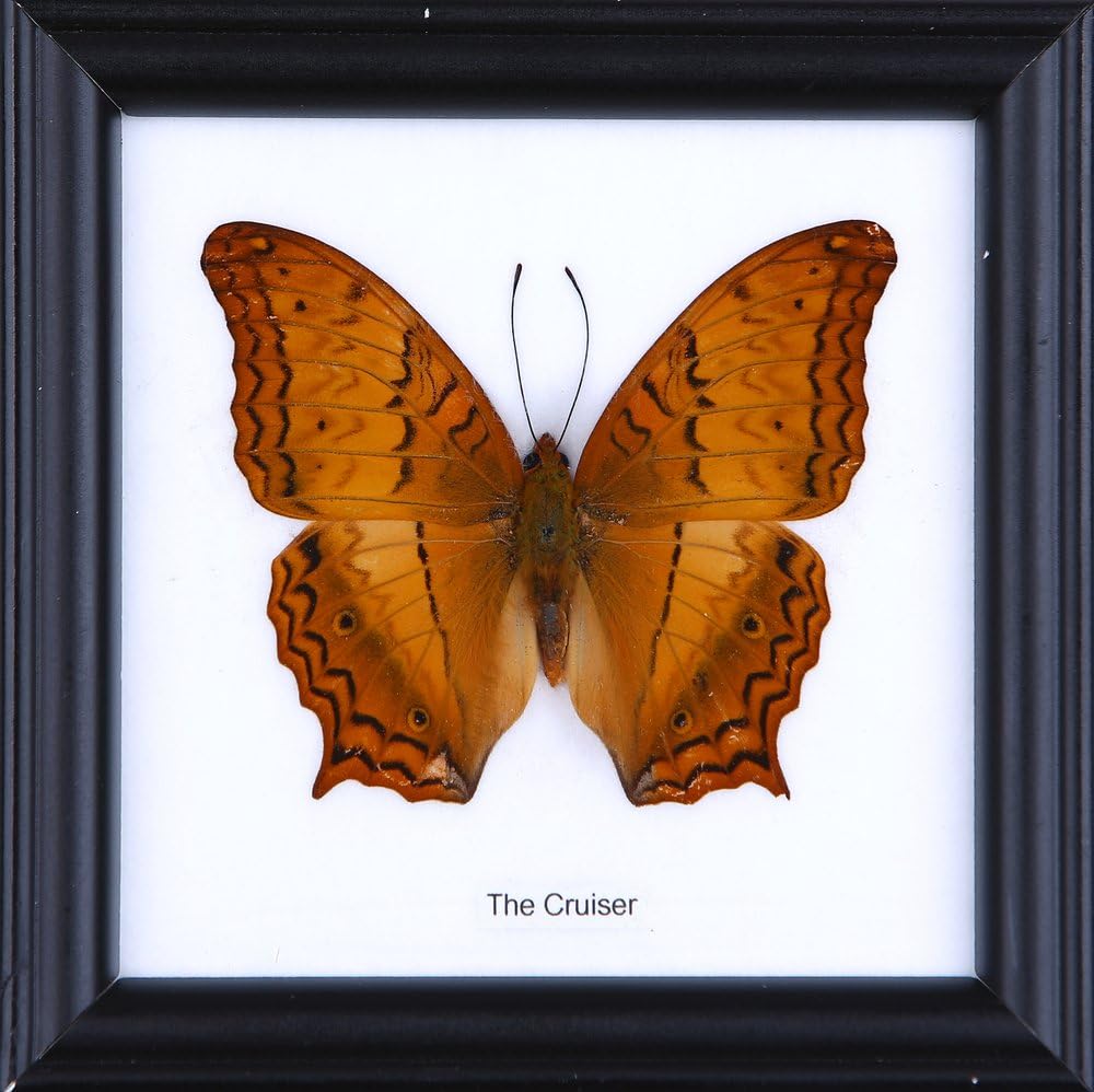 The Cruiser - cotton mounted butterfly taxidermy 12x12cm frame