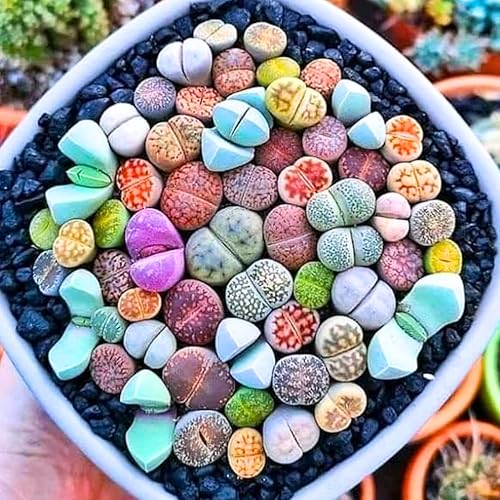 Lithops - Mezcla de plantas vivas Lithop, plantas suculentas a granel, 25 piezas de piedra viva de roca suculentas, plantas vivas de gran tamaño disponible en Yaxa Peru