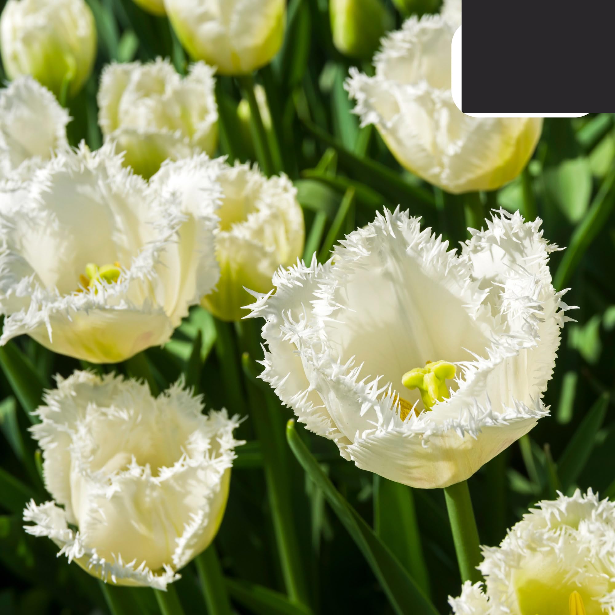 Bombillas Tulipán Luna de Miel | 20 Piezas - Tulipán Blanco Dentado - 30-50cm - Ø5cm - bulbo de flor - Planta de jardín