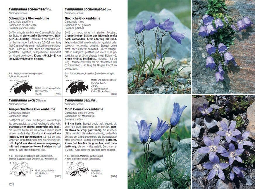 Flora Helvetica - Illustrierte Flora der Schweiz: mit Artbeschreibungen und Verbreitungskarten von 3250 wild wachsenden Farn- und Blütenpflanzen, einschliesslich wichtiger Kulturpflanzen