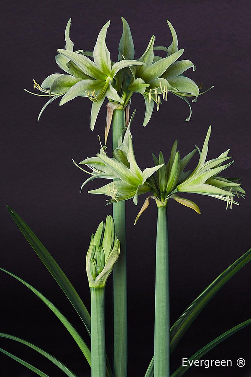 Hippeastrum Cybister 'Evergreen' Exotic Flowering Bulb Amaryllis