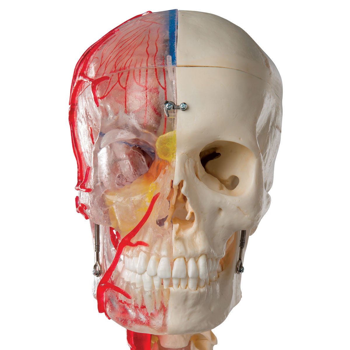 頭蓋骨　脳　模型　セット　3B Scientific Anatomy 人体解剖学 Amazon | 3B社 頭蓋骨模型 頭蓋脳・頚椎付半側透明7分解モデル (a283