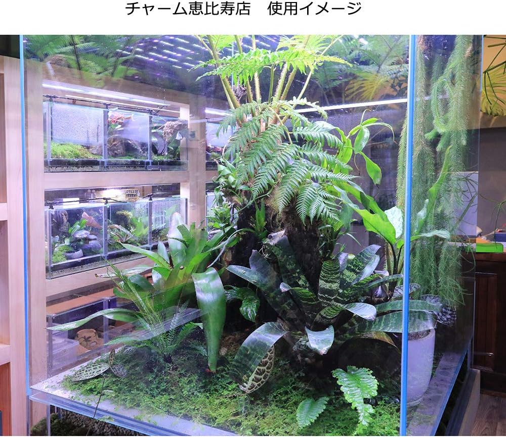 売れ筋介護用品も 水草 アクロ お一人様１点限り 本州四国限定 セット テラリウムを始めてみよう テラリウム用３５ｃｍ水槽 水槽 アクアリウム Youngarchitecture Co Uk