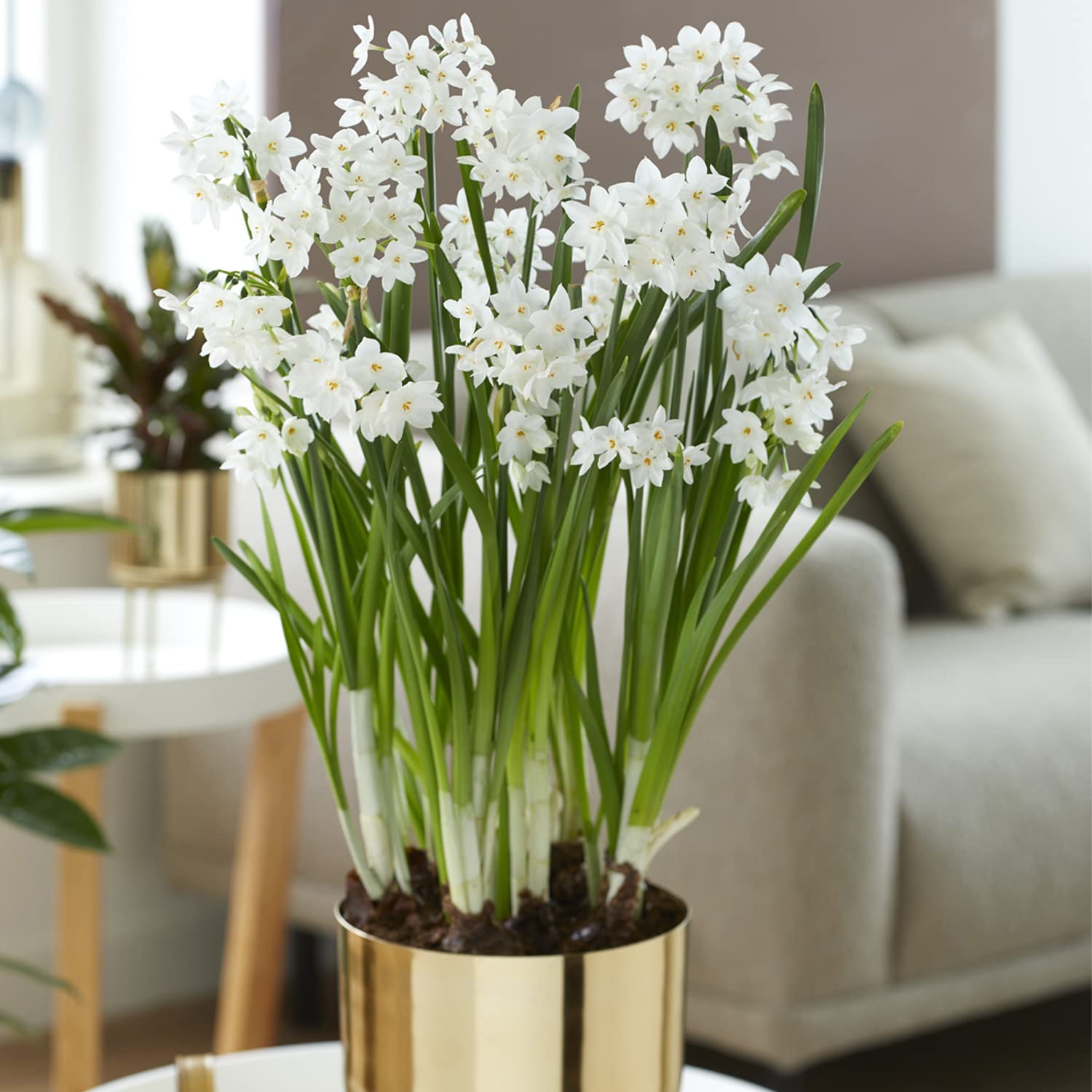 Van Zyverden Pre-Planted Paperwhite Inbal with Iron Faux Brass Finish Large Bulb Planter and Stand