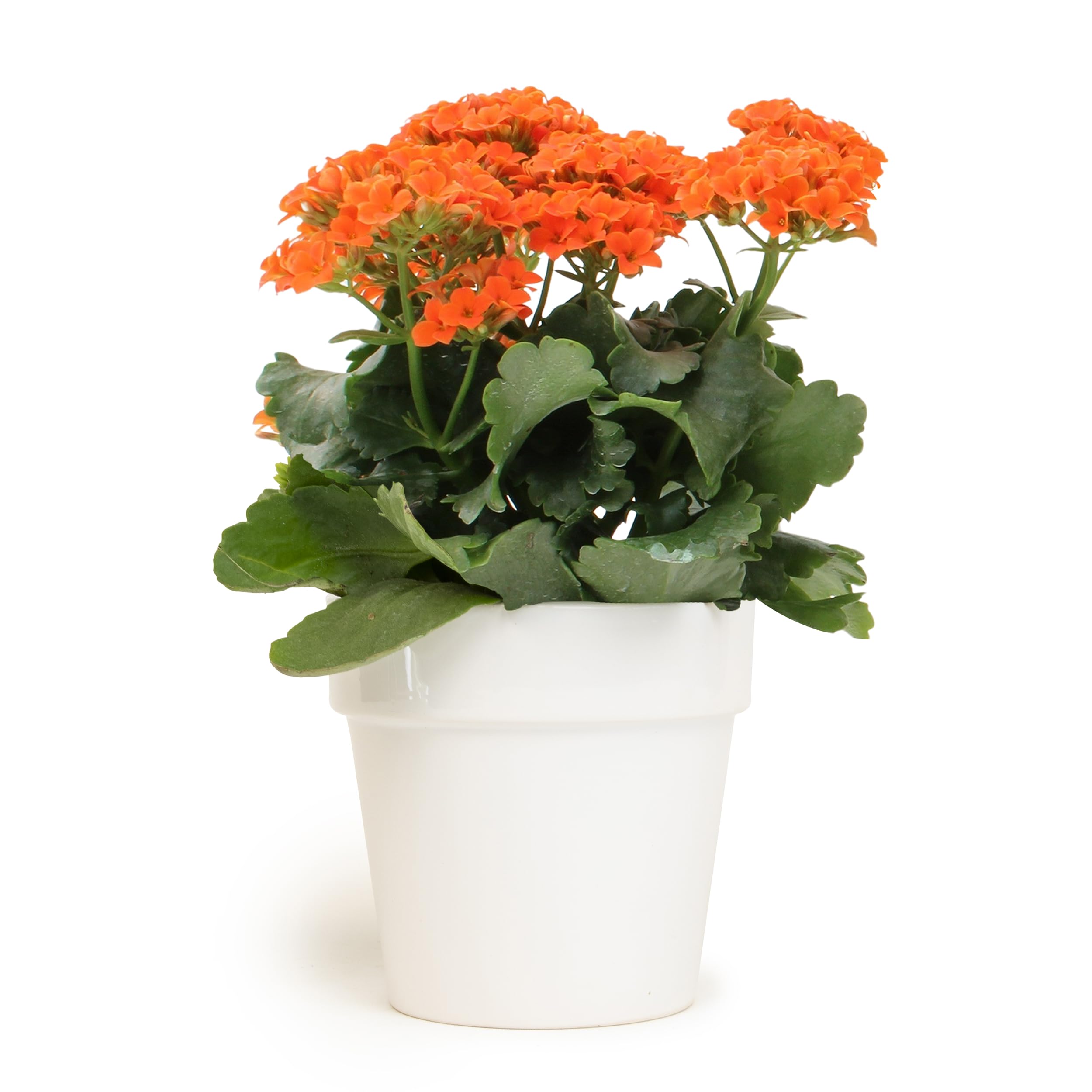 Amazon.com : Kalanchoe Plant Succulents Plants Live Houseplants in White  Planter, Live Succulents Live House Plants, Succulent Plants Live Plants  Indoor Plants, Live Succulent Plant Lover Gifts by Plants for Pets :