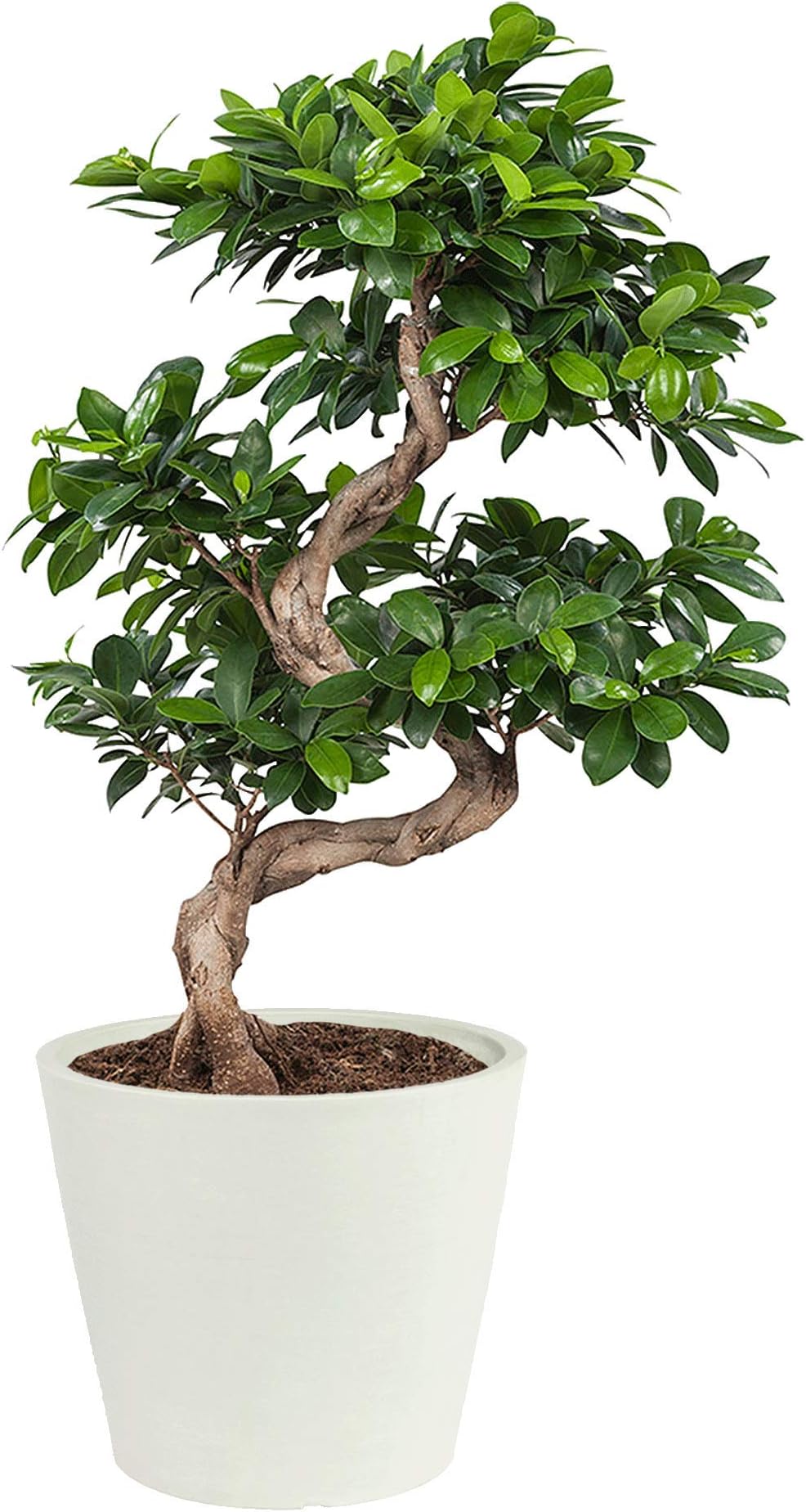 Real Bonsai Tree | Bonsai Plant | Indoor Bonsai | Houseplant | Height 40-70 cm | Japanese Gifts (70 cm, White Ecopots)